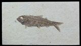 Knightia Fossil Fish - Wyoming #57074-2